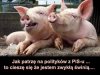 Nie ma co im się dziwić