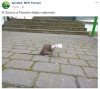 Dbanie o odporność