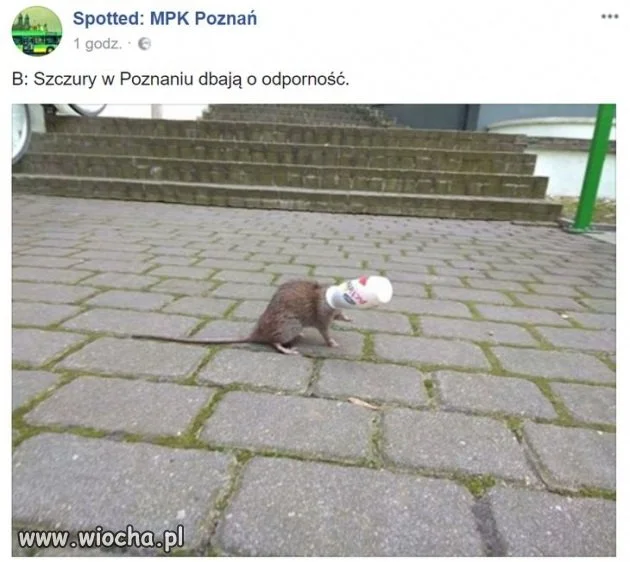 Dbanie o odporność