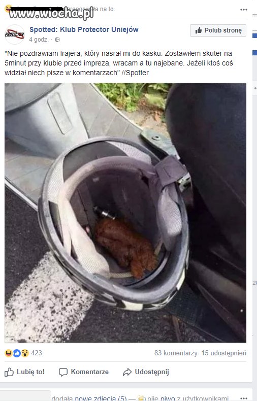 Piękny kasztan