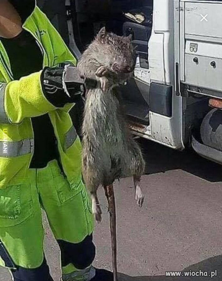 Szwecja nawet Rosję wyprzedza