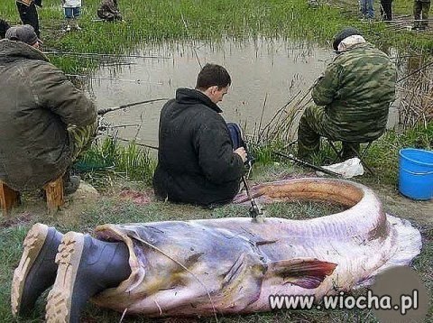 A jednak