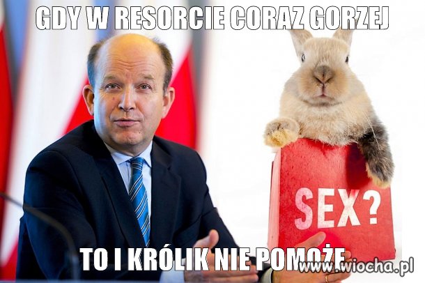 Królik nie pomoże