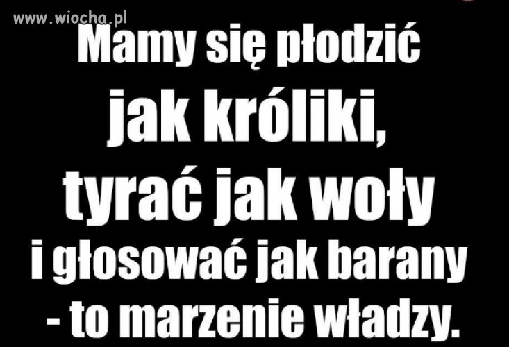 Dzień w dzień pod moimi wstawkami w komentach pisiory
