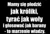Dzień w dzień pod moimi wstawkami w komentach pisiory