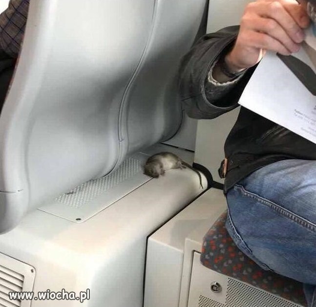 Normalnie, jak to w tramwaju
