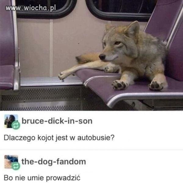 Przecież to logiczne