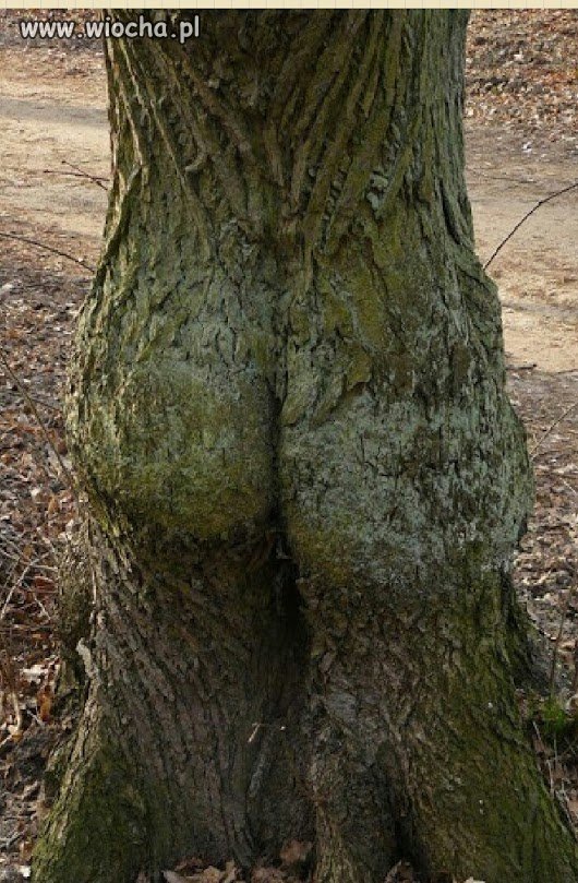 Natura ...