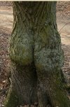 Natura ...