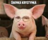 Kryświnka