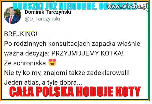 Pisowcy adoptować 