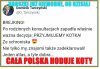 Pisowcy adoptować 