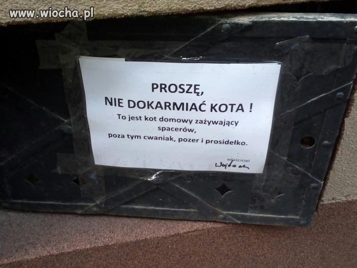 Koci pozer
