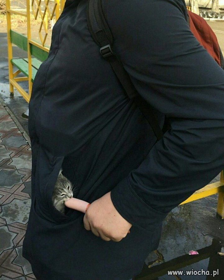 Kot...