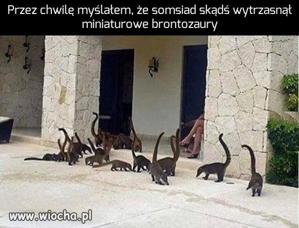 Park Jurajski se zrobił, złodziej jeden