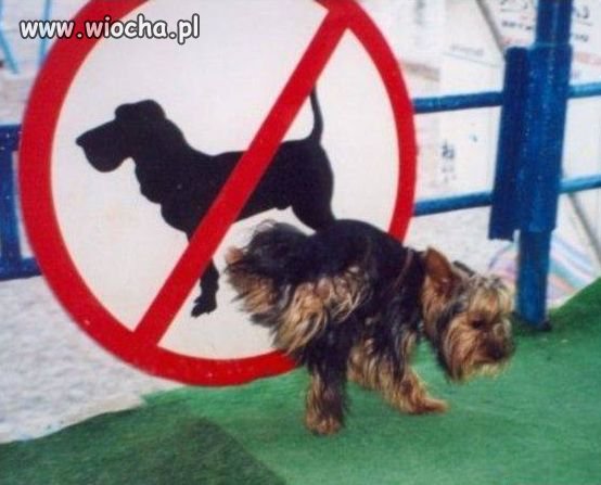 Nie łamie zasad, po prostu je ignoruje.