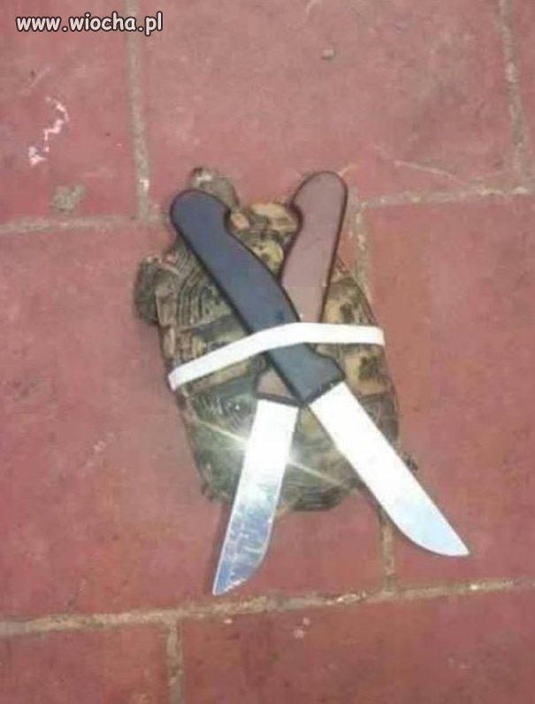 Wojowniczy żółw ninja