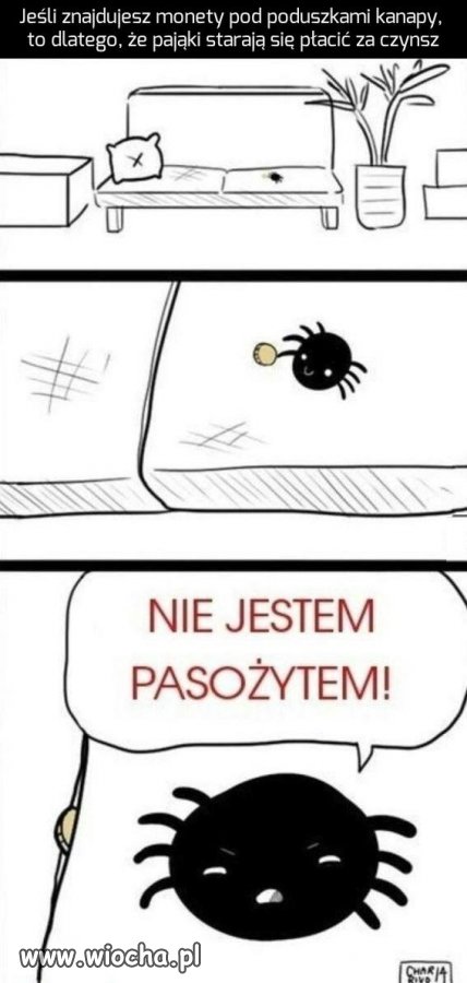 Nie zabijaj pająków