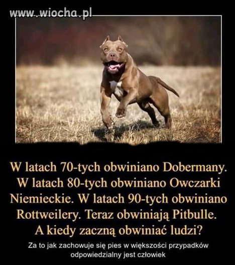 Najbardziej śmieszą mnie mięśniaki z yorkami