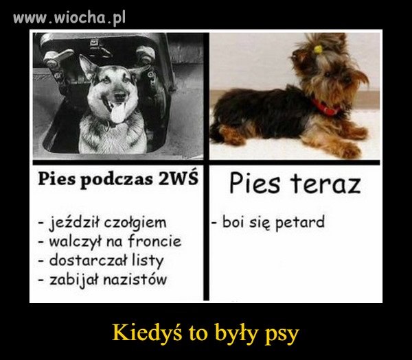Kiedyś to były psy 