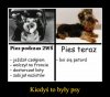 Kiedyś to były psy 