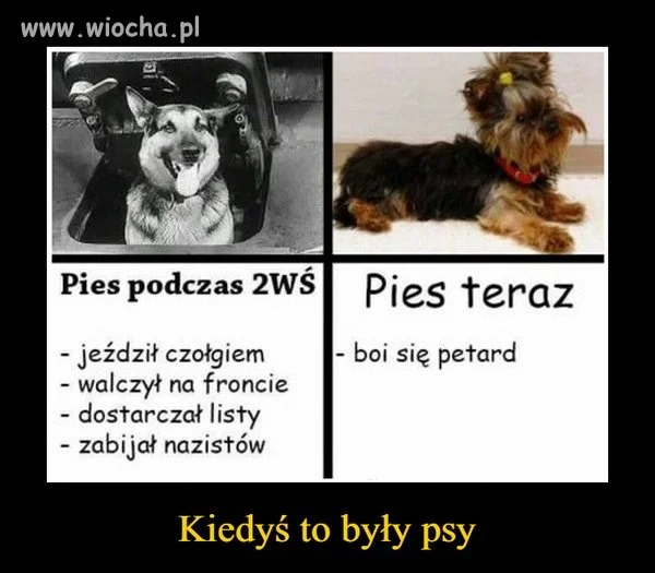 Kiedyś to były psy 