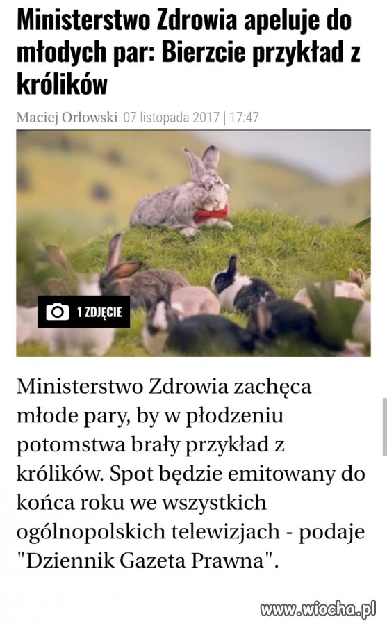 Minister zdrowia radzi ,,róbcie to jak króliki "