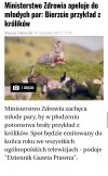 Minister zdrowia radzi ,,róbcie to jak króliki "