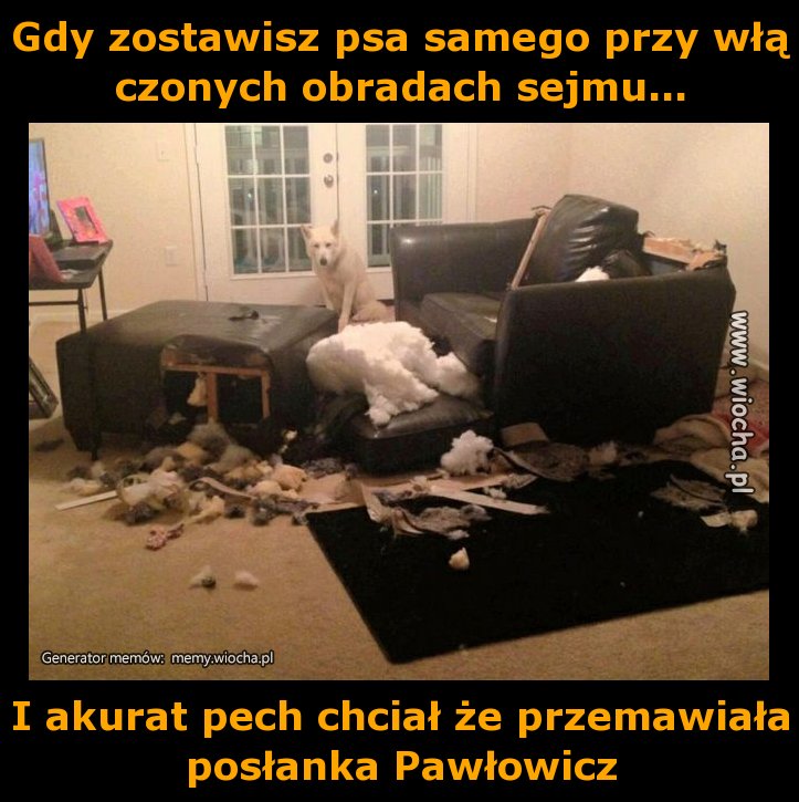 Gdy zostawisz psa samego przy włączonych obradach