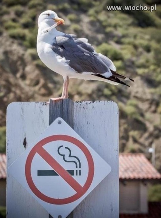 No kuźwa