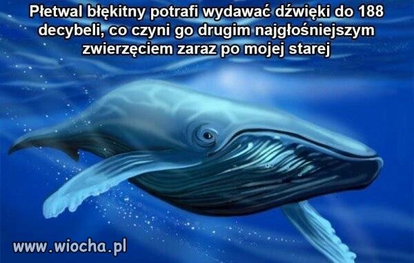 To dopiero wyczyn!