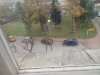 Tak się parkuje w Wadowicach