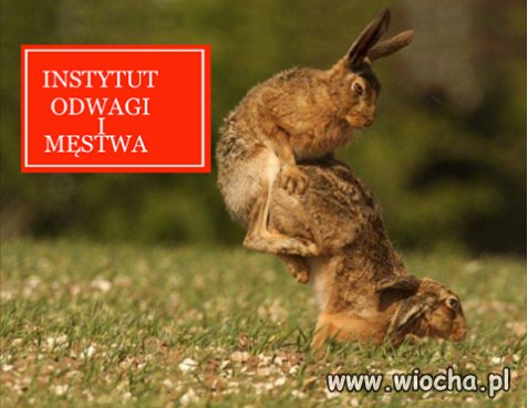 Czy mogę za to dostać