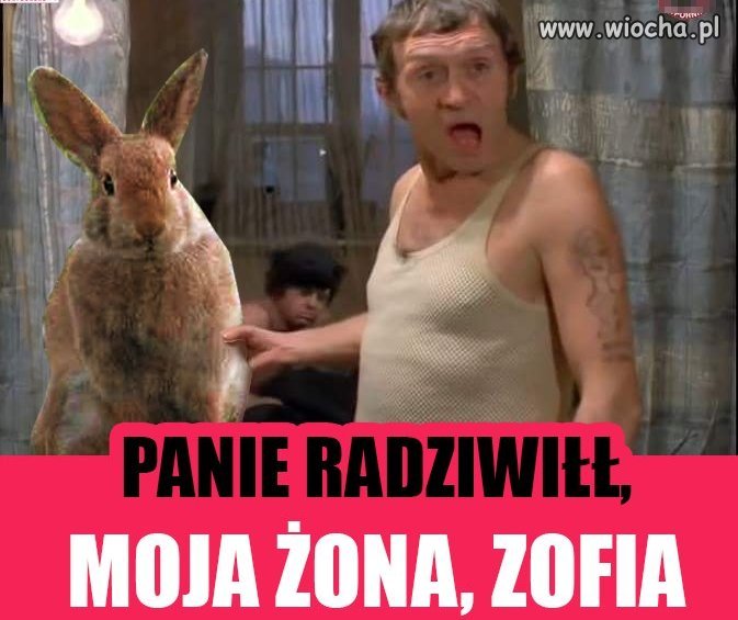 Jak króliki