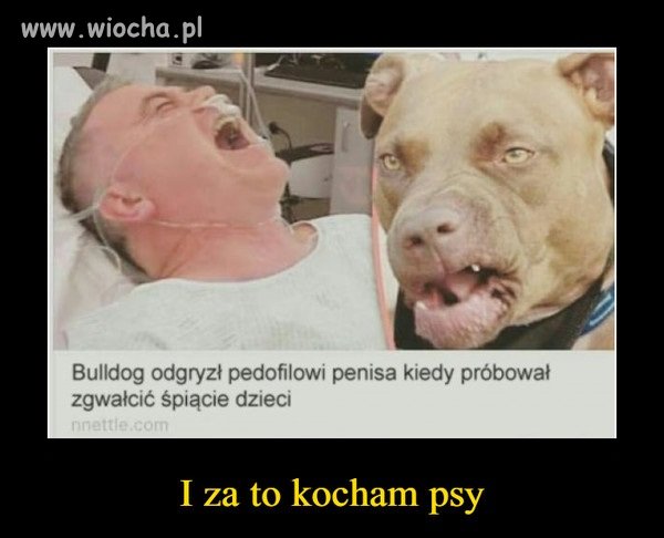 Ten Bulldog zrobił mu coś, co na pewno zapamięta 