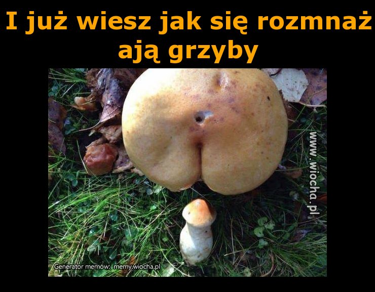 I już wiesz jak się rozmnażają grzyby