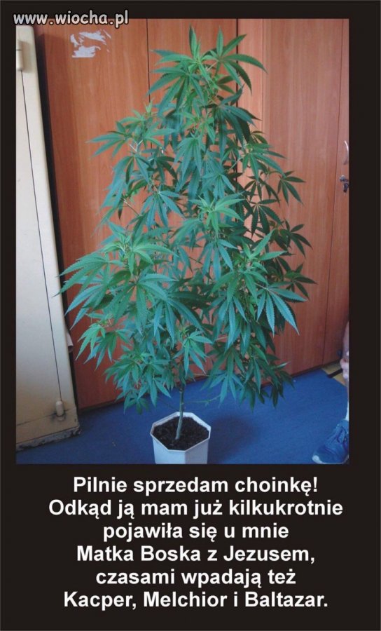 Aukcja grzecznościowa