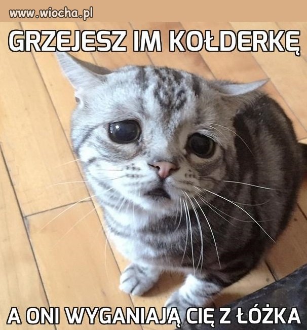 Świnie, a nie ludzie!