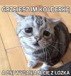 Świnie, a nie ludzie!