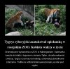 Na głupotę nie ma lekarstwa