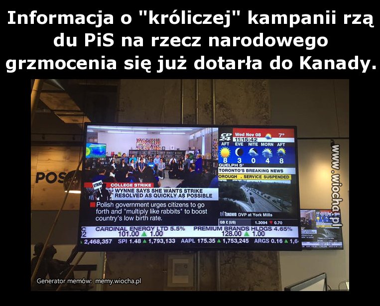 Brawo radziwił, boski księciunio