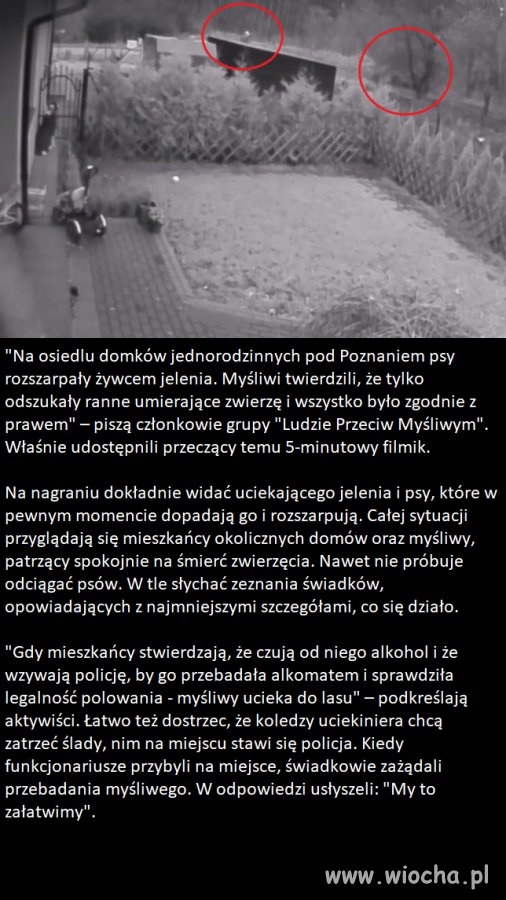 Czysty sadyzm