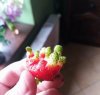 A pesymiści twierdzili