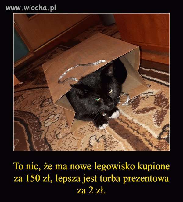 Koty już tak mają