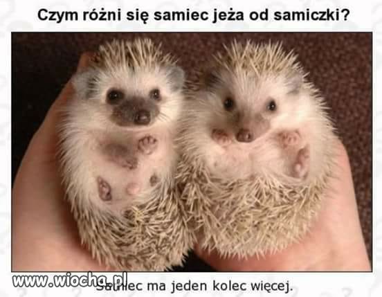 Różnica