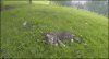 Rano w drodze do pracy ... 