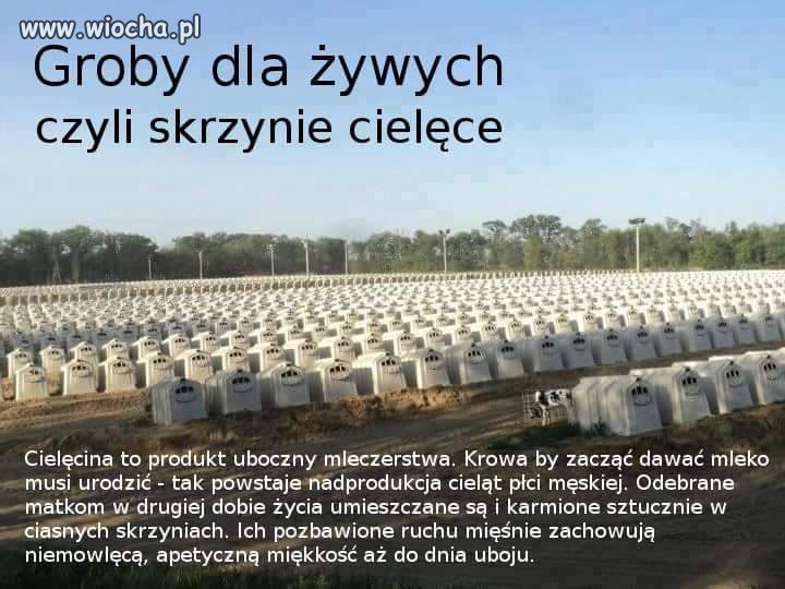 Za drogo wychodzi Krowy napastwisko wypuszczać?