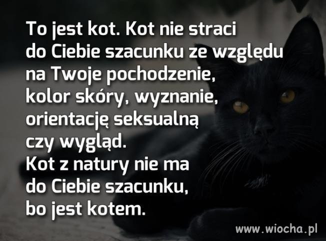 Filozofia kotów
