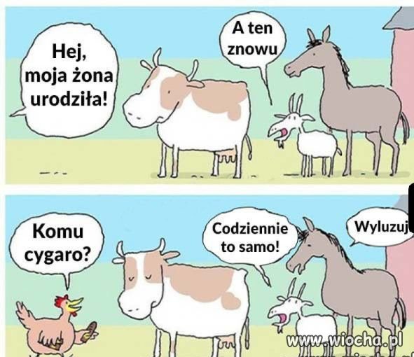 żona urodziła