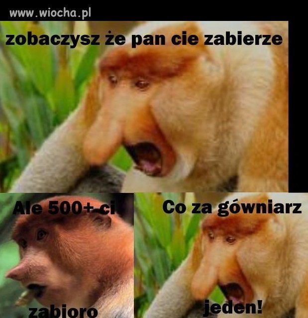 Ale ci 500+ zabioro